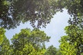 Mangrove Canopy at Can Gio`s Monkey Island