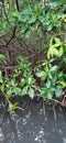 Mangrove Caribbean Martinique