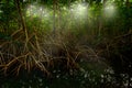 Mangrove in Caroni Swamp and the Bird Sanctuary, home to Trinidad and Tobago`s Scarlet Ibis bird. Mistic forest landscape from Ca Royalty Free Stock Photo