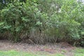 Mangrove in the Caroni Swamp Royalty Free Stock Photo