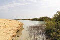 Mangrove channel Avioennia marina sea sand coast shore. Forest in Ras Mohammed National Park. Sharm el Sheikh Egypt