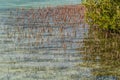 Mangrove Channel desert in Ras Mohammed,