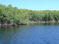 Mangrove Coastline Royalty Free Stock Photo