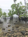 Mangrove Beach Nabire Papua Indonesia