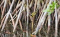 Mangrove with Common Yellowthroat