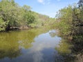 Mangrove in Costa Rica