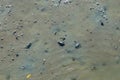 Mangrove crab feeding on mudflats during low tide. Sesarma mederi Royalty Free Stock Photo