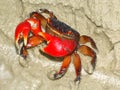 Mangrove Crab - Queensland, Australia Royalty Free Stock Photo