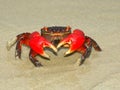 Mangrove Crab - Queensland, Australia Royalty Free Stock Photo
