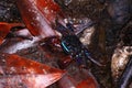 Mangrove crabs