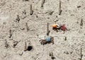 Mangrove crabs fight