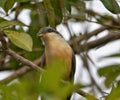 Mangrove Cuckoo or Coccyzus minor in St. Lucia