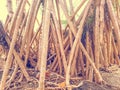 Mangrove dependent