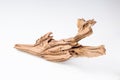 Mangrove driftwood for decorating an aquarium with a rough texture on a light background Royalty Free Stock Photo