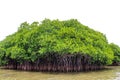 Mangrove