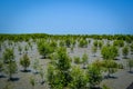 Mangrove Field in Mempawah City Royalty Free Stock Photo