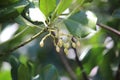 Mangrove Flowers on the Beach of Bama, Baluran National Park, Indonesia