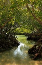 Mangrove forest Royalty Free Stock Photo