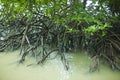 Mangrove forest