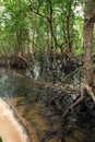 Mangrove Forest