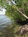 Mangrove forest Royalty Free Stock Photo