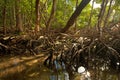 Mangrove Forest