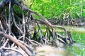 Mangrove Forest Royalty Free Stock Photo