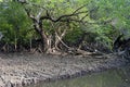 Mangrove forest