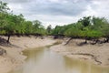 Mangrove Forest Royalty Free Stock Photo