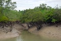 Mangrove Forest Royalty Free Stock Photo