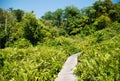 Mangrove forest