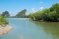 Mangrove forest