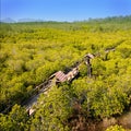 Mangrove Forest Royalty Free Stock Photo