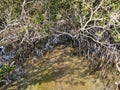 Mangrove forest in Al Jubail park ,ABudhabi,UAE. Royalty Free Stock Photo