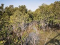 Al jubail Mangrove forest in ABudhabi,UAE. Royalty Free Stock Photo