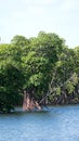 Mangrove forest at the Anne Kolb Nature Center Royalty Free Stock Photo