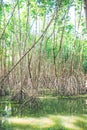 Mangrove forest in Asia Thailand natural protection  evironment Royalty Free Stock Photo