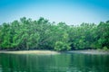 Mangrove forest and backwater, Sundarban, India