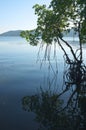 Mangrove forest , Ban Nanai Salak Phet