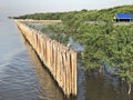 Mangrove forest  at Bangpoo in Thailand. Royalty Free Stock Photo