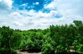 Mangrove forest and beautiful blue sky and cumulus clouds. Landscape Green tree forest with blue sky and white clouds. Mangrove Royalty Free Stock Photo