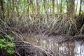 Mangrove forest