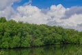The mangrove forest Royalty Free Stock Photo