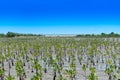 Mangrove Forest with blue sky