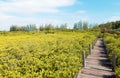 Mangrove Forest Boardwalk