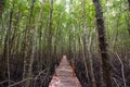 Mangrove Forest Boardwalk