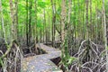 Mangrove forest Boardwalk way