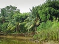 Mangrove forest with boat running in Can Tho, Mekong delta, south of Vietnam Royalty Free Stock Photo