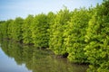 Mangrove forest in Ca Mau province, Mekong delta, south of Vietnam Royalty Free Stock Photo