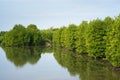 Mangrove forest in Ca Mau province, Mekong delta, south of Vietnam Royalty Free Stock Photo